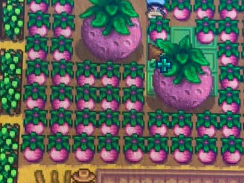 星露谷物语什么水果[图1]